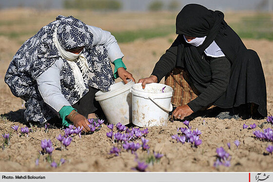 برداشت گل زعفران از مزارع