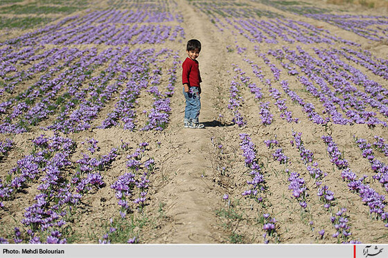 برداشت گل زعفران از مزارع