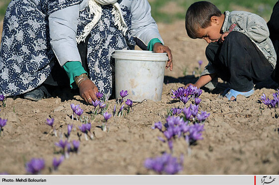 برداشت گل زعفران از مزارع