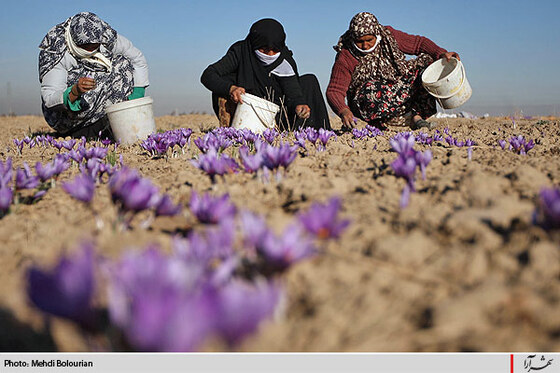 برداشت گل زعفران از مزارع