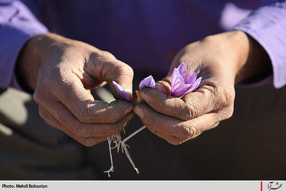 برداشت گل زعفران از مزارع