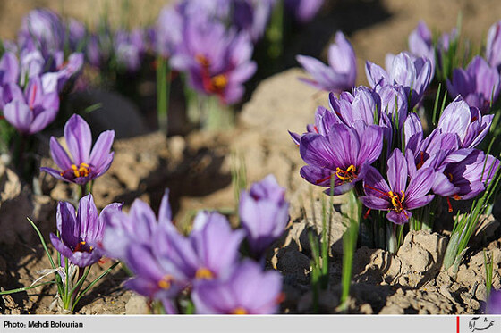 برداشت گل زعفران از مزارع