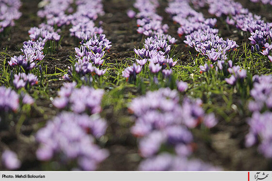 برداشت گل زعفران از مزارع