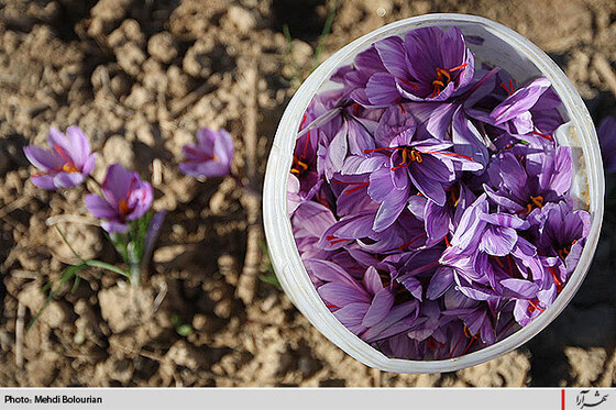 برداشت گل زعفران از مزارع