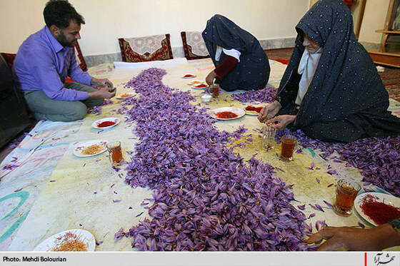 برداشت گل زعفران از مزارع