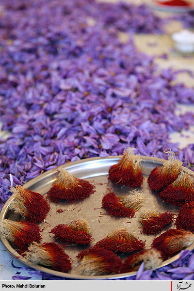 برداشت گل زعفران از مزارع