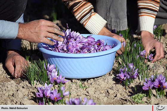 برداشت گل زعفران از مزارع