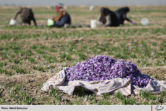 برداشت گل زعفران از مزارع