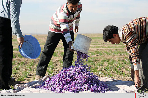 برداشت گل زعفران از مزارع