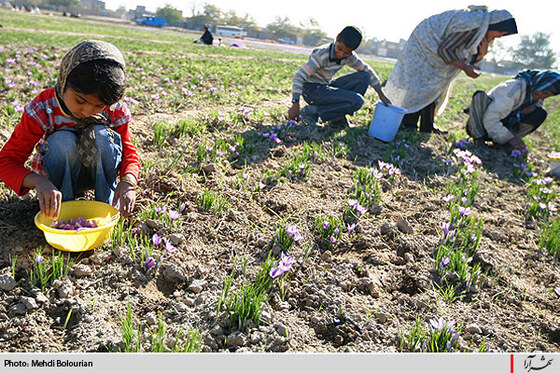 برداشت گل زعفران از مزارع