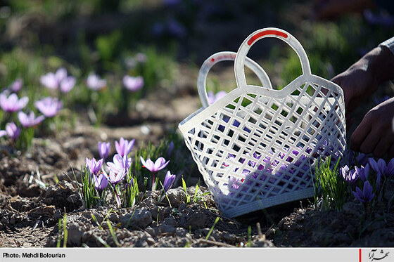 برداشت گل زعفران از مزارع