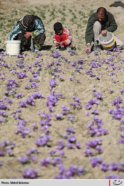 برداشت گل زعفران از مزارع