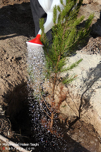 كاشت نهال به ياد شهدا