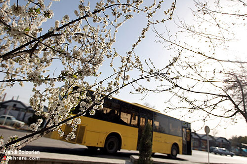 شکوفه های بهاری 