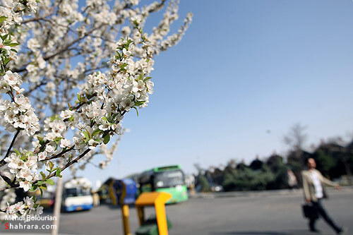 شکوفه های بهاری 