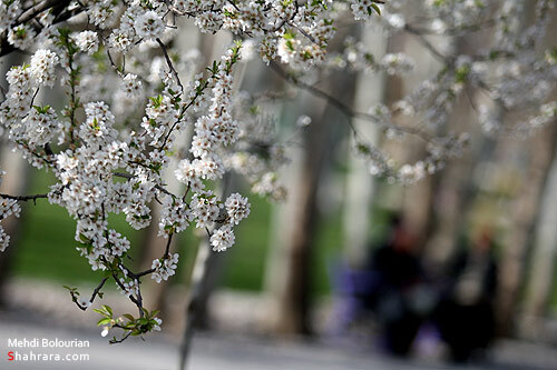 شکوفه های بهاری 