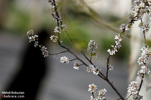 شکوفه های بهاری 