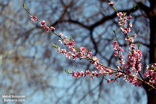 شکوفه های بهاری 