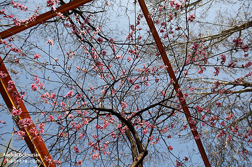 شکوفه های بهاری 