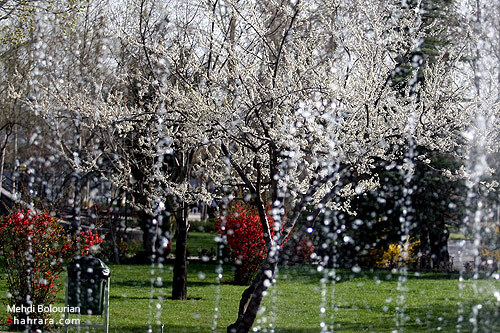 شکوفه های بهاری 