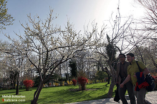 شکوفه های بهاری 