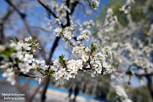 شکوفه های بهاری 