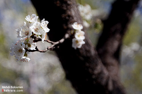 شکوفه های بهاری 