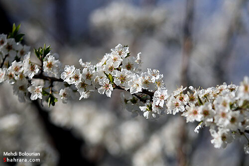 شکوفه های بهاری 