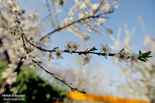 شکوفه های بهاری 