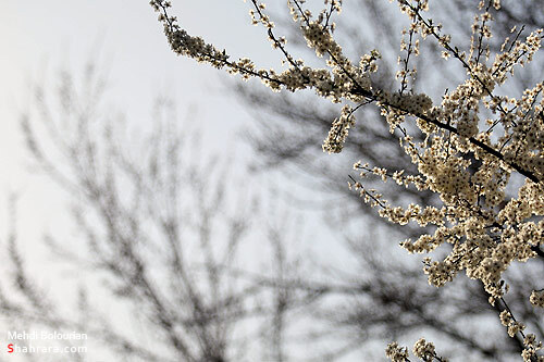 شکوفه های بهاری 