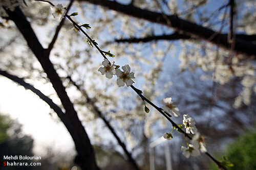 شکوفه های بهاری 