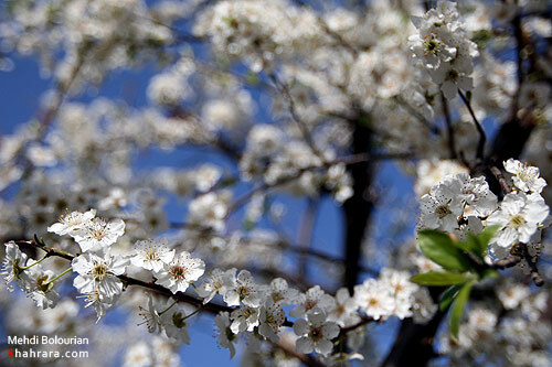شکوفه های بهاری 