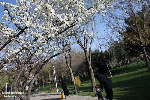 شکوفه های بهاری 