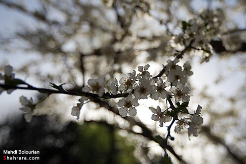 شکوفه های بهاری 