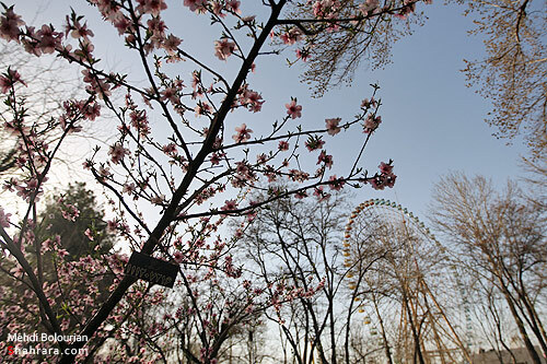 شکوفه های بهاری 