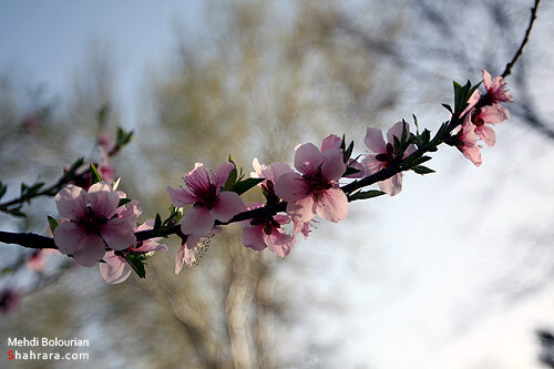 شکوفه های بهاری 