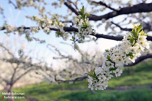 شکوفه های بهاری 