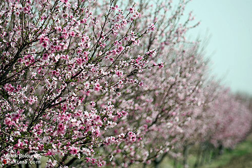 شکوفه های بهاری 