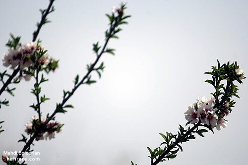 شکوفه های بهاری 