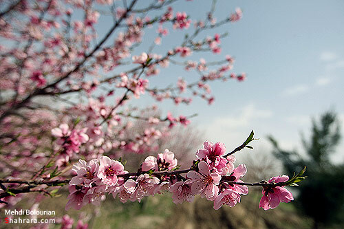 شکوفه های بهاری 