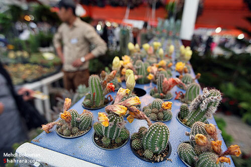 نمایشگاه گل و گیاه مشهد