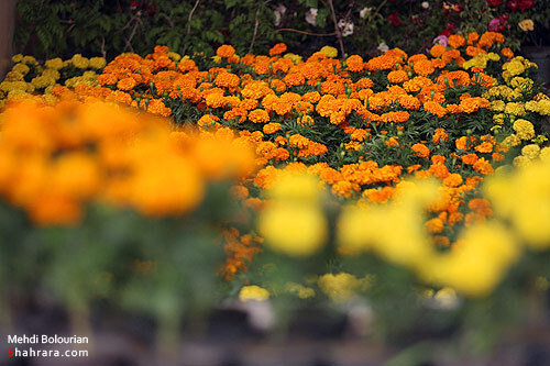 نمایشگاه گل و گیاه مشهد