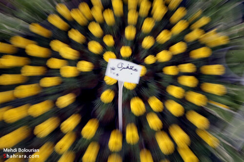 نمایشگاه گل و گیاه مشهد