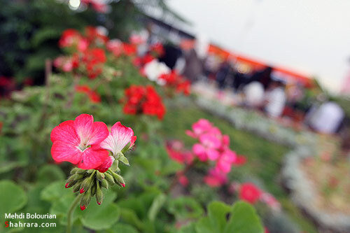 نمایشگاه گل و گیاه مشهد