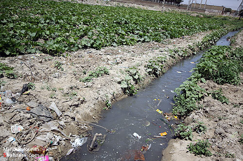 اولين تخريب مزارع آلوده كشف رود در سال 90