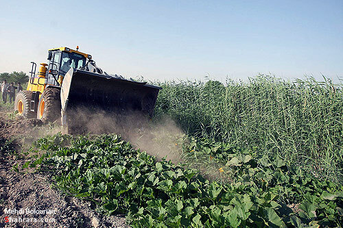 اولين تخريب مزارع آلوده كشف رود در سال 90