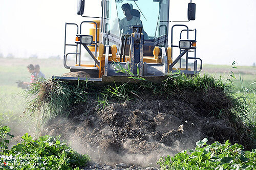 اولين تخريب مزارع آلوده كشف رود در سال 90