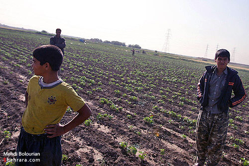 اولين تخريب مزارع آلوده كشف رود در سال 90