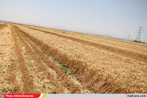 برداشت گندم از مزارع
