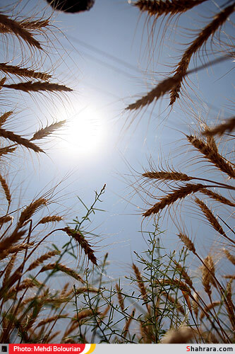 برداشت گندم از مزارع